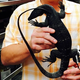 Illustration for article titled Scientists Discover Two New Species of Lizard on the Black Market